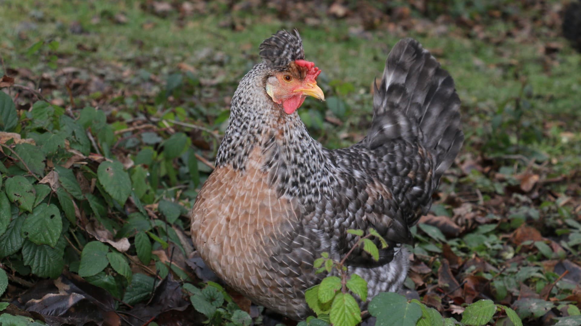 Bruder Hahn Fleisch – Artgerechte Freilandhaltung